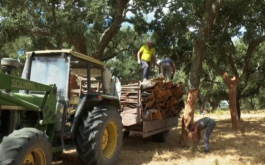 Queda dos preços está a levar produtores de cortiça a abandonar atividade