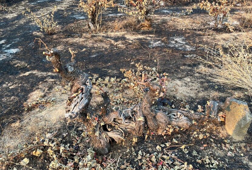 Incêndio pôs fim à vinha centenária localizada em Mêda, no Douro Superior.