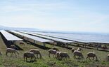 Parque solar da EDP em Salerno integra produção de energia e pastoreio com 250 ovelhas