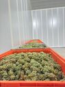 Apreensão de 14 toneladas de uvas na Região Demarcada do Douro pela ASAE