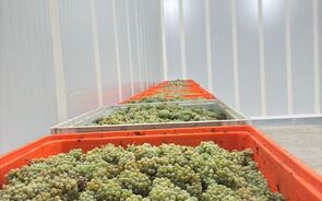 ASAE apreende 14 toneladas de uvas na Região Demarcada do Douro