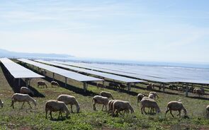 Parque solar da EDP em Salerno integra produção de energia e pastoreio com 250 ovelhas