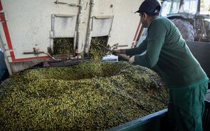 Governo propõe IVA de 6% para a produção de azeite