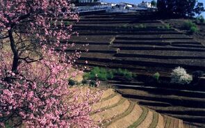 Paisagem vinhateira do Douro com socalcos e árvore florida em primeiro plano