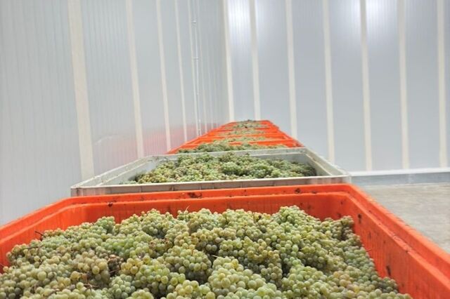 Em duas semanas ASAE apreende 14 toneladas de uvas na Região Demarcada do Douro