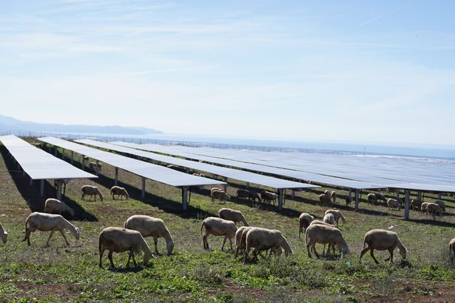 EDP inaugura central solar em Itália que integra produção de energia e pastoreio sustentável