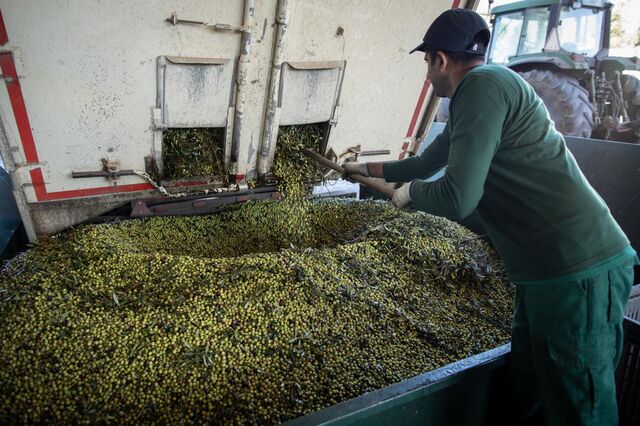 Governo propõe IVA de 6% para a produção de azeite