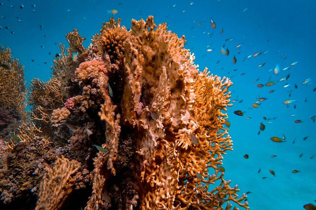 O mundo ultrapassou o primeiro ponto de não retorno climático, alertam cientistas