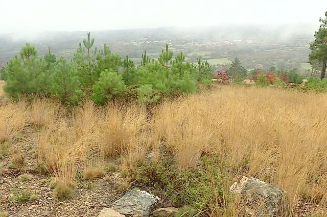 Lítio: Relação mantém nula venda de terreno baldio em Montalegre à Lusorecursos
