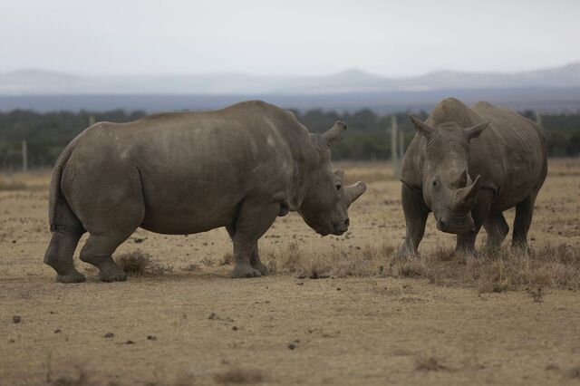 Como um 'decacórnio' da biotecnologia quer evitar a extinção do rinoceronte branco