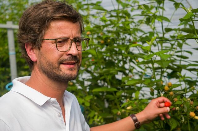 'Mais produzíssemos, mais vendíamos'. Lusomorango cresce 10%