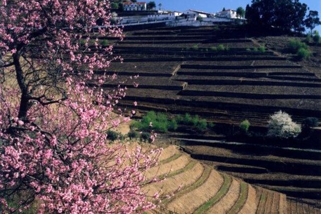 Douro Valley distinguido como “International (Non-U.S.) Wine Region of the Year” nos Wine Enthusiast Wine Star Awards 2025