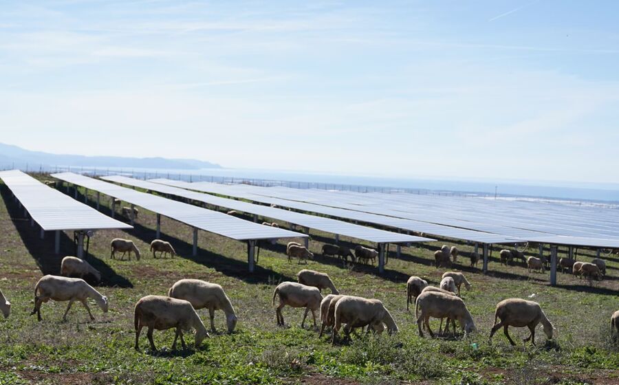 Parque solar da EDP em Salerno integra produção de energia e pastoreio com 250 ovelhas
