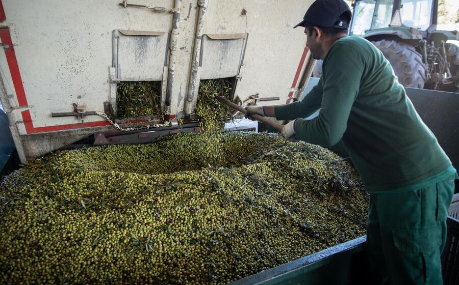 Governo propõe IVA de 6% para a produção de azeite