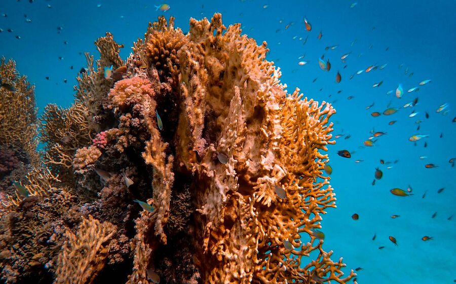 Recifes de coral em colapso e Amazónia perto do limite, alerta relatório global