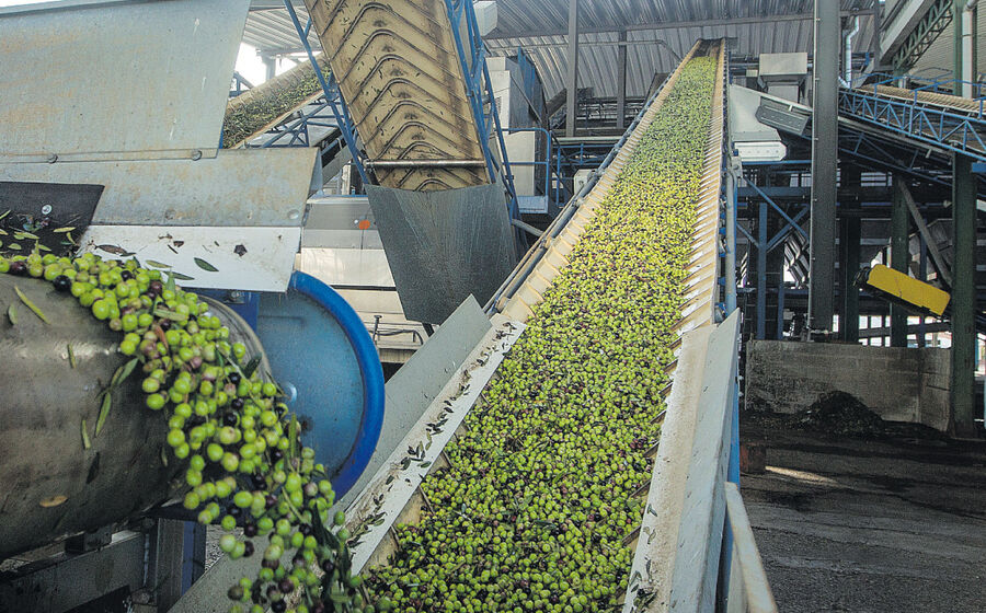 As cooperativas agrícolas continuam a ser um pilar da economia rural e da coesão territorial em Portugal. Na imagem, a Cooperativa Agrícola Moura Barrancos, em Moura.