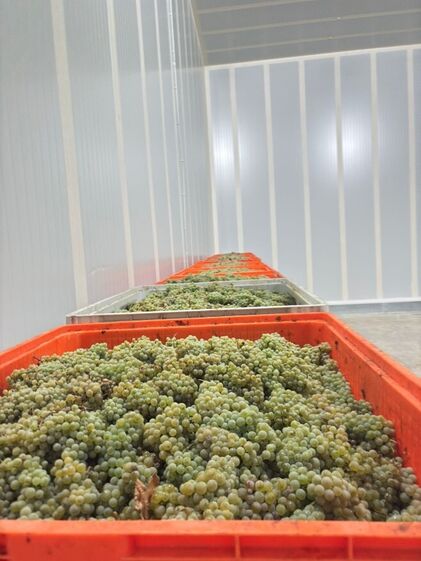 ASAE apreende 14 toneladas de uvas na Região Demarcada do Douro