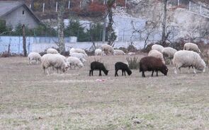 Há um pastor que resgata “carneiros gay” na Alemanha e vende a lã para ajudar associações LGBT+