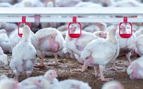 Bruxelas atualiza medidas contra a gripe aviária após detetar mais 96 surtos