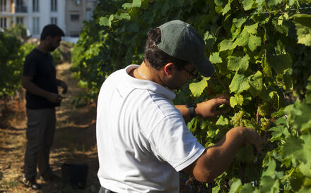 Eurodeputados aprovam novas regras para proteger produtores de vinho