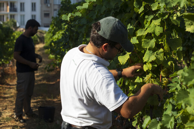 Produção mundial de vinho recupera em 2025, Portugal em quebra devido ao clima