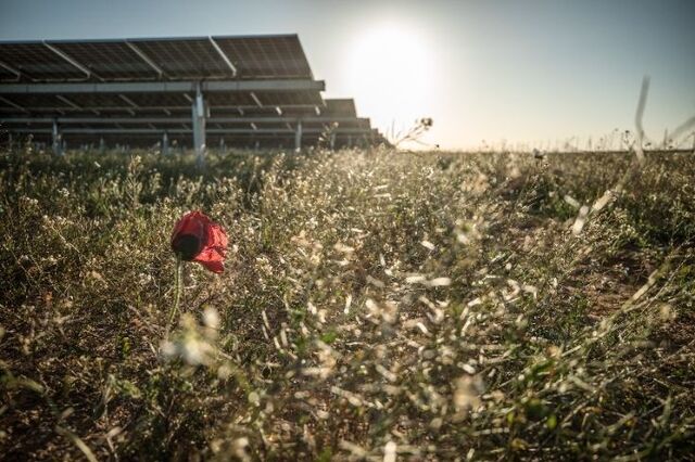 Contestado mega-projeto solar Sophia bate recorde na consulta pública