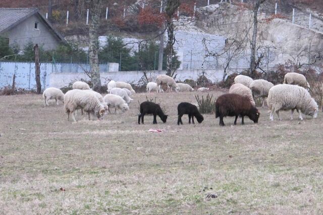 Paragrafino Pescada elabora sobre um deputado iluminado e carneiros “gays”