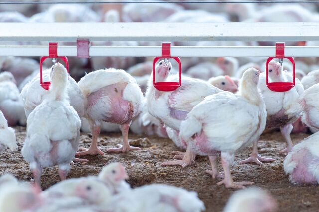 Bruxelas atualiza medidas contra a gripe aviária após detetar mais 96 surtos