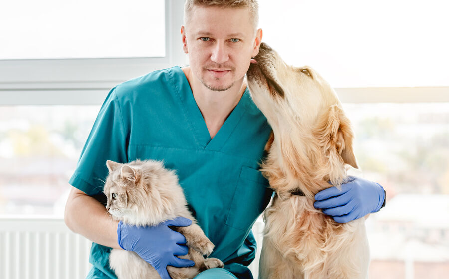 Fim das diferenças! Ordem dos Veterinários pede IVA a 6% para animais de companhia e de produção