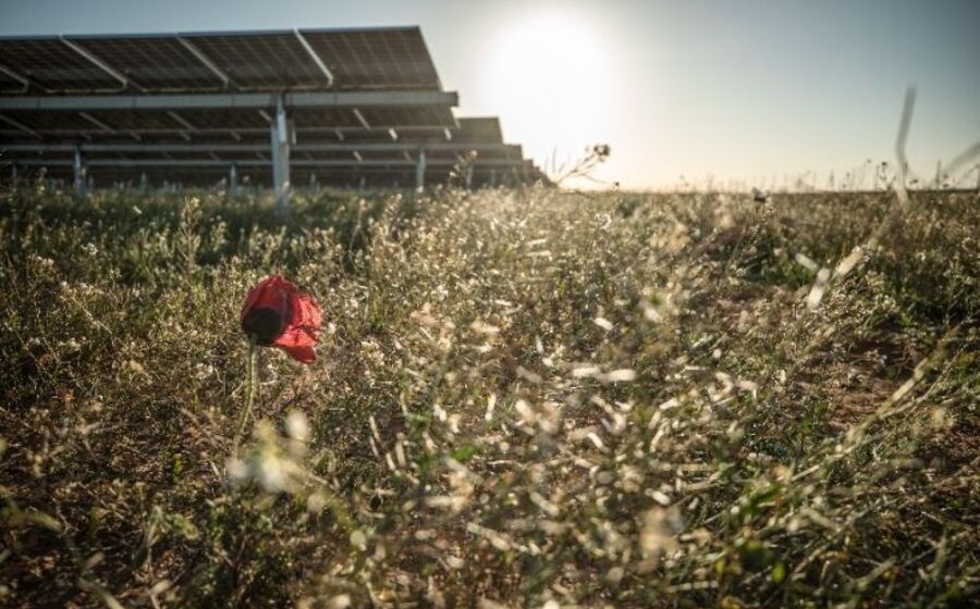 parque solar da Lightsource bp