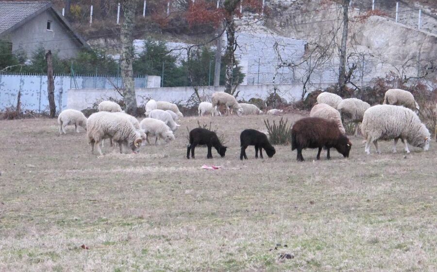 Há um pastor que resgata “carneiros gay” na Alemanha e vende a lã para ajudar associações LGBT+