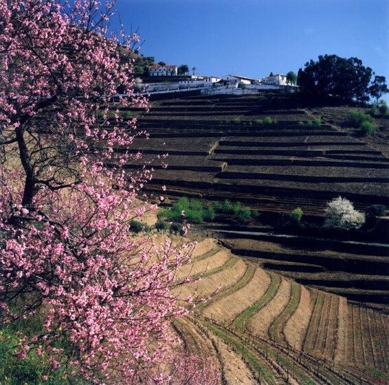 Douro e Porto protegem origens na União Europeia, Índia e Reino Unido
