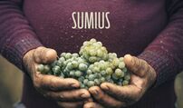 Uvas Sumius, colheita para vinhos elegantes e surpreendentes.
