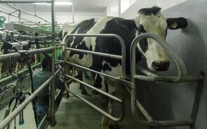Produtores de leite rejeitam descidas no preço pago a partir de 2026.
