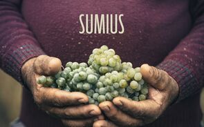 Uvas Sumius, colheita para vinhos elegantes e surpreendentes.
