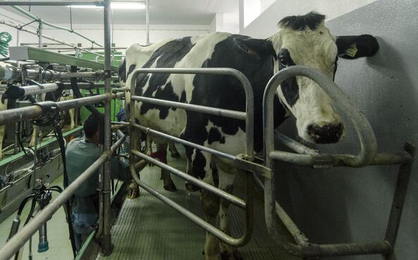 Produtores de leite rejeitam descidas no preço pago a partir de 2026.
