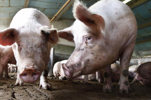 China aplica taxas até 19,8% sobre carne de porco europeia por cinco anos