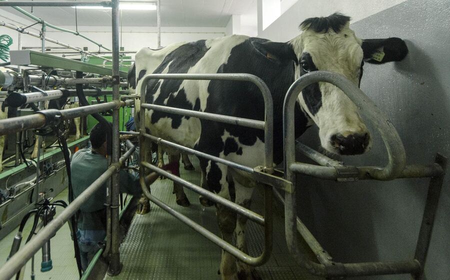 Produtores de leite rejeitam descidas no preço pago a partir de 2026.
