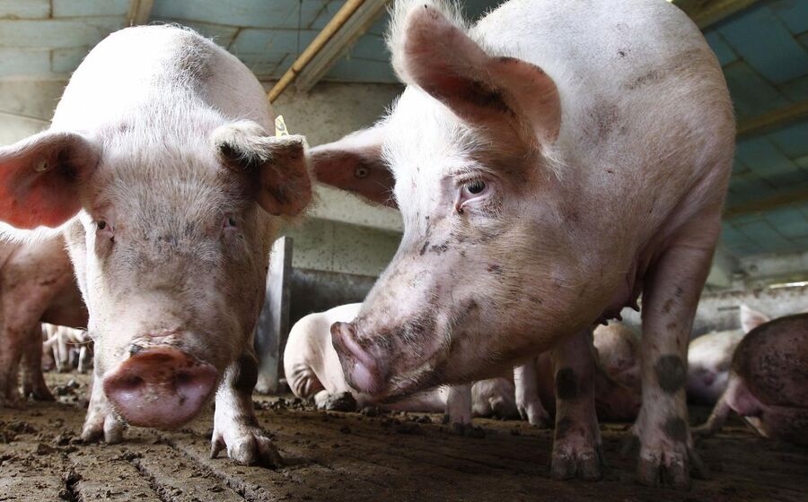 China anuncia taxas definitivas até 19,8% sobre carne de porco europeia por cinco anos
