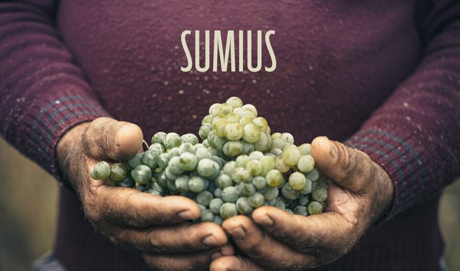 Uvas Sumius, colheita para vinhos elegantes e surpreendentes.
