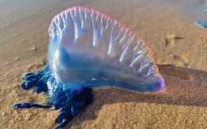Caravela-portuguesa na costa portuguesa: 10.º aniversário do projeto GelAvista
