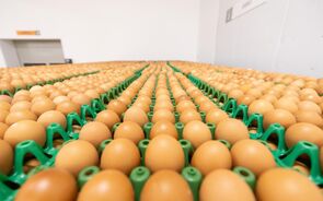 Produção de ovos vai ser afetada pelas tempestades