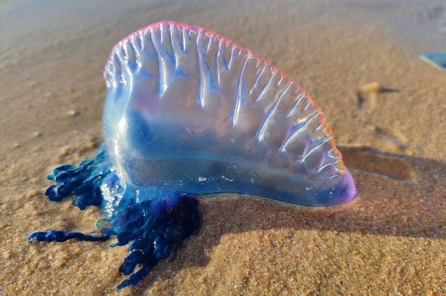 À descoberta das alforrecas, medusas e outros animais gelatinosos da costa portuguesa