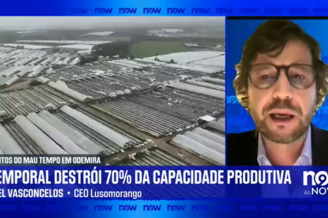 Lusomorango: Danos põem em causa produção 'futura de todo o setor' das frutas, legumes e flores