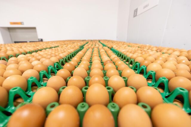 Kristin abateu mais de 100 mil galinhas poedeiras e deve cortar produção de ovos em 5%