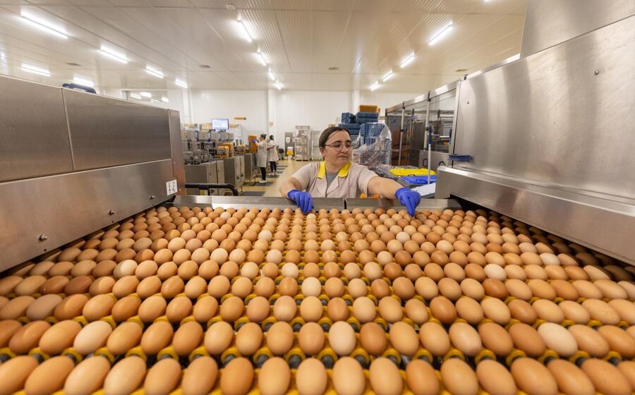 Em fevereiro de 2025, uma caixa com seis ovos custava ao consumidor 1,62 euros