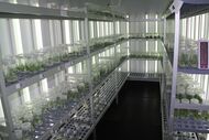 Banco de Germoplasma Vegetal protege a biodiversidade agrícola em Braga