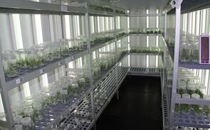 Banco Português de Germoplasma Vegetal protege a biodiversidade agrícola portuguesa