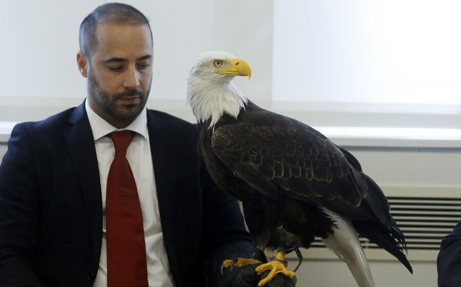 Águia do Benfica, SLB 
