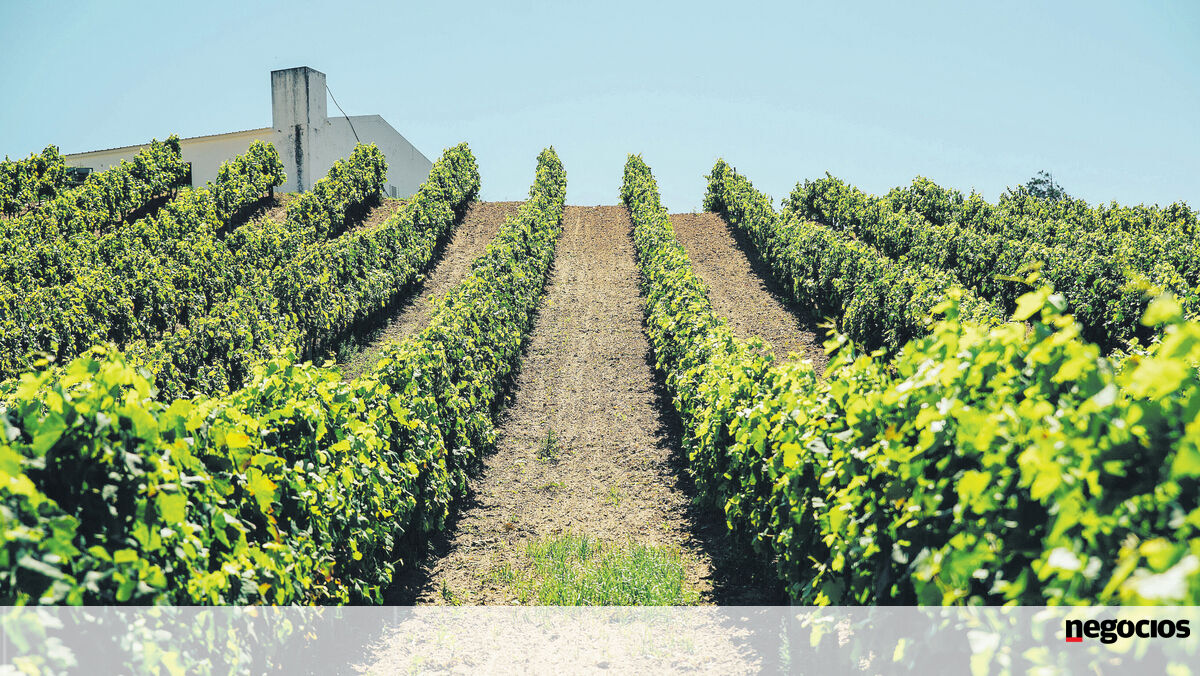 Agricultura sustentável está a trabalhar para a resiliência do setor